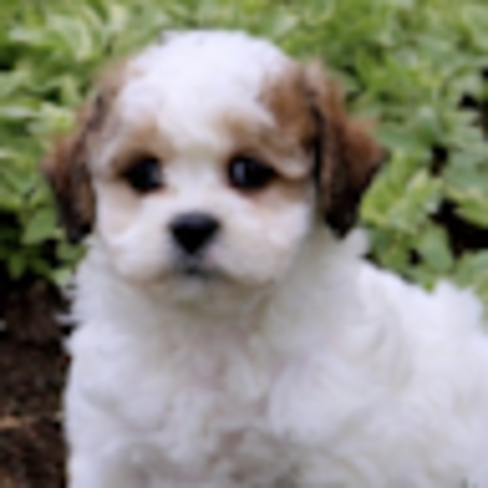 Meet your Posher, Maya